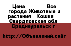 Zolton › Цена ­ 30 000 - Все города Животные и растения » Кошки   . Свердловская обл.,Среднеуральск г.